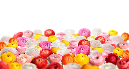 Many colorful ranunculus flowers isolated on white, banner design