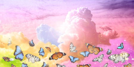 Butterflies flying against colorful clouds in bright skyの写真素材