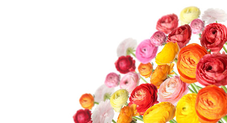 Ranunculus flowers in different colors isolated on white, banner design