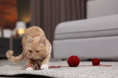 Cute ginger cat with balls of yarn on rug indoors, closeup. Space for textの写真素材
