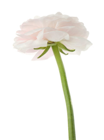 One beautiful ranunculus flower isolated on white
