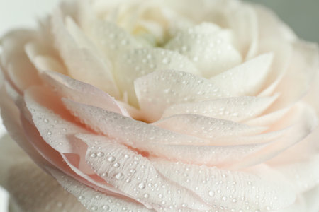 Beautiful ranunculus flower with water drops on light background, closeup