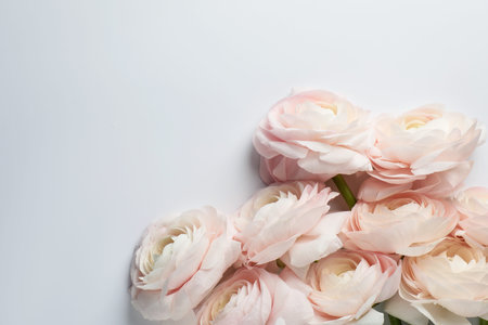 Beautiful ranunculus flowers on white background. Space for text