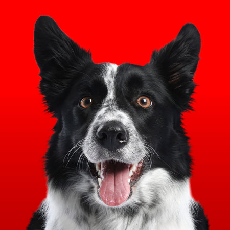 Adorable border collie on red background. Portrait of dog
