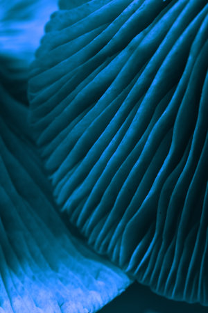 Oyster mushrooms, closeup view. Toned in blue color