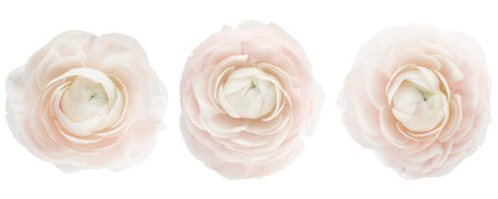 Pink ranunculus flowers isolated on white, setの写真素材