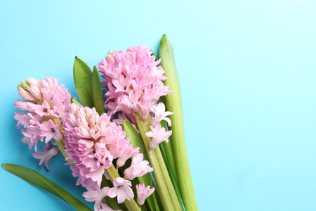 Beautiful hyacinth flowers on light blue background, flat lay. Space for text