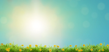 Lush green grass with blooming dandelions under blue sky. Spring season