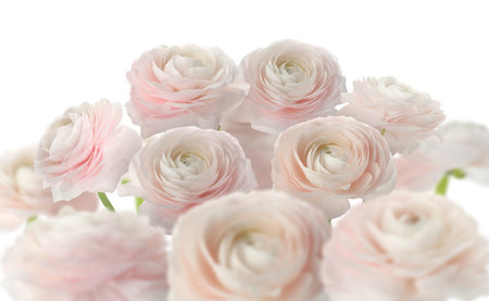 Beautiful pink ranunculus flowers on white background