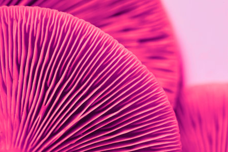 Oyster mushrooms, closeup view. Toned in pink color