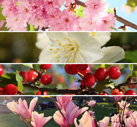 Spring season. Branches with blossoms and cherries, collageの写真素材