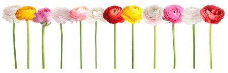 Ranunculus flowers in different colors isolated on white, set
