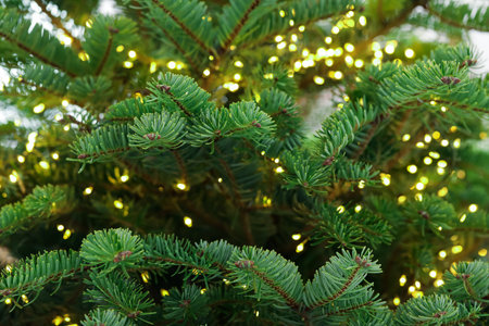 Beautiful Christmas tree with festive lights, closeup