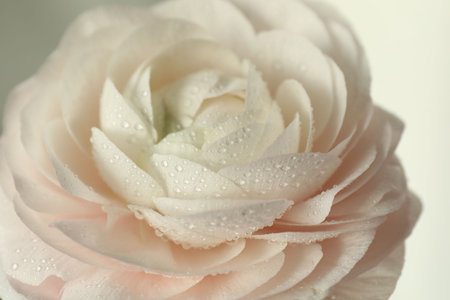 Beautiful ranunculus flower with water drops on light background, closeup