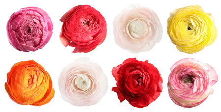 Ranunculus flowers in different colors isolated on white, collage