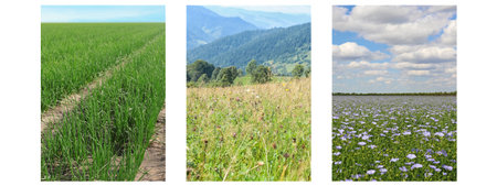 Set of fields under beautiful sky. Nature landscape