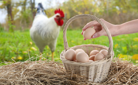Woman taking egg from wicker basket at poultry yard, closeupの写真素材