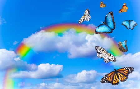 Butterflies flying against rainbow and clouds in blue skyの写真素材