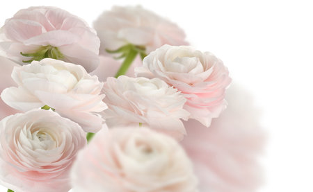 Beautiful pink ranunculus flowers on white background