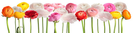 Beautiful ranunculus flowers in different colors isolated on white, set