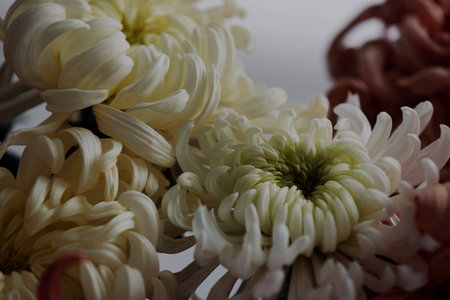 Beautiful chrysanthemum flowers in bouquet, closeup. Card or poster design
