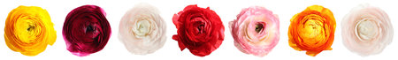 Colorful ranunculus flowers isolated on white, set