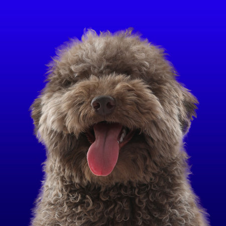 Adorable fluffy toy poodle on blue gradient background. Portrait of dogの写真素材