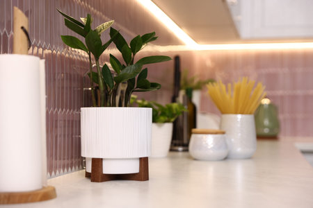 Beautiful potted houseplant on countertop in kitchen, closeup. Space for textの写真素材