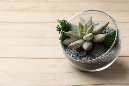 Beautiful succulent plant in glass terrarium on wooden table, closeup. Space for textの写真素材