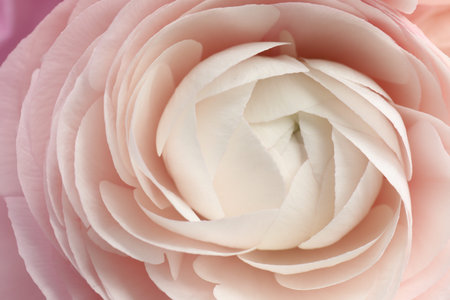 Beautiful ranunculus flower as background, closeup view