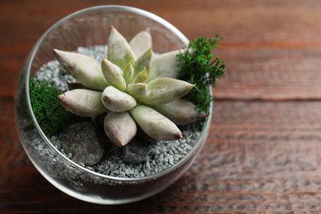 Beautiful succulent plant in glass terrarium on wooden table, closeup. Space for textの写真素材