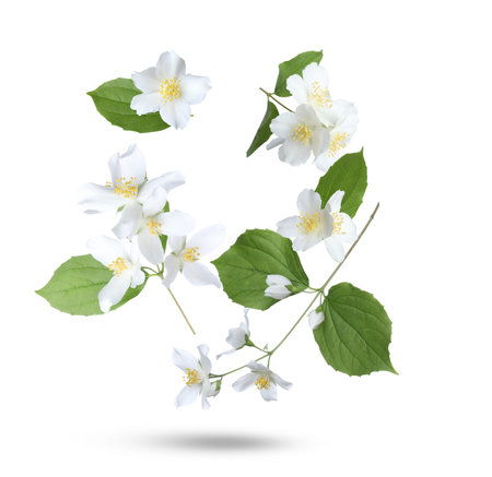 Jasmine flowers and green leaves falling against white background. Spring blossomsの写真素材