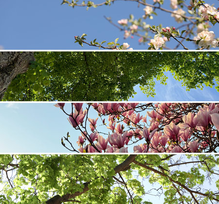 Spring season. Collage of branches with flowers and lush green leaves