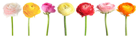 Fresh ranunculus flowers isolated on white, set