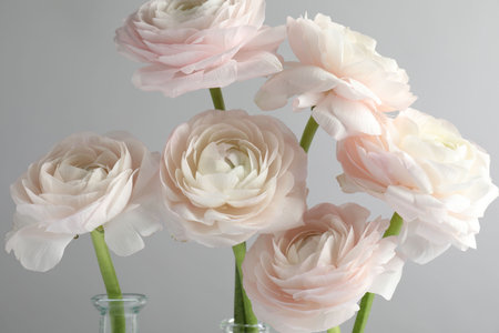 Beautiful ranunculus flowers on grey background, closeup