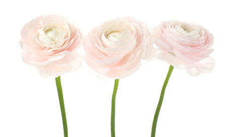Three beautiful ranunculus flowers isolated on white