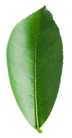 Fresh green leaf of citrus plant isolated on whiteの写真素材