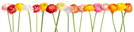 Ranunculus flowers in different colors isolated on white, set