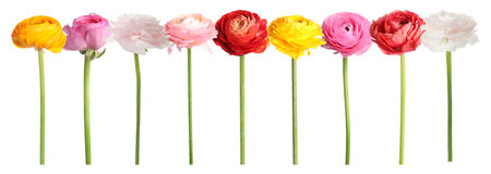 Ranunculus flowers in different colors isolated on white, set