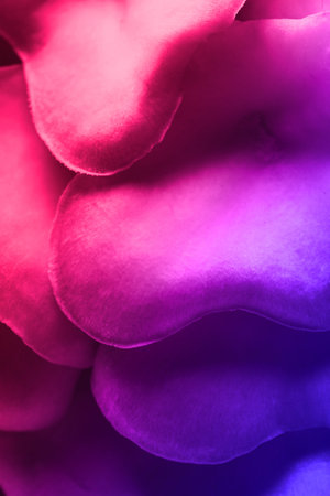 Oyster mushrooms, closeup view. Toned in color gradient