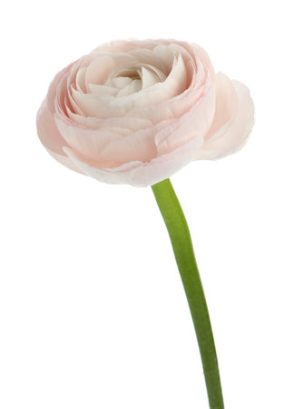 One beautiful ranunculus flower isolated on white