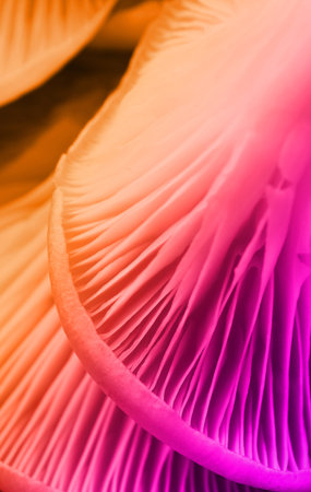 Oyster mushrooms, closeup view. Toned in color gradient