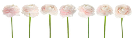 Pink ranunculus flowers isolated on white, set