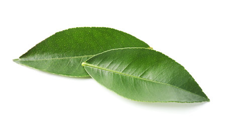 Fresh green leaves of citrus plant isolated on white