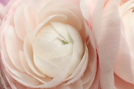Beautiful ranunculus flowers as background, closeup view