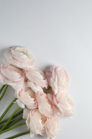 Beautiful ranunculus flowers on white background, flat lay. Space for text