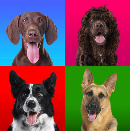 Cute dogs on colorful backgrounds. Collage of portraits