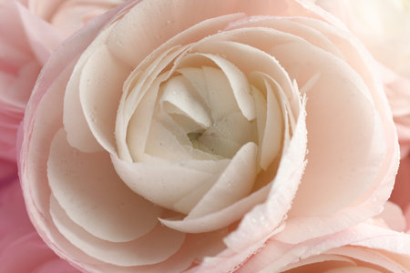Beautiful ranunculus flower as background, closeup view