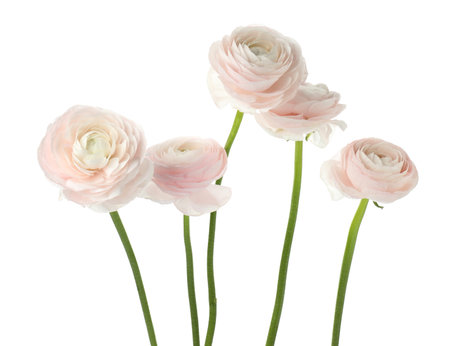 Many beautiful ranunculus flowers isolated on white