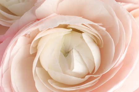 Beautiful ranunculus flower as background, closeup view